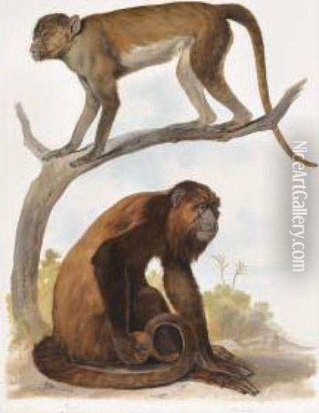 Un Orang-outang Et Un Macaque Oil Painting - August Von Pelzeln