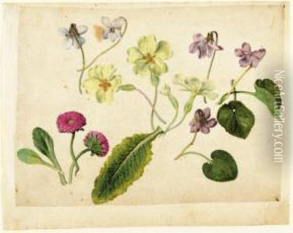 A Sheet Of Studies Of Flowers: 
Two Double Daisies, Four Primroses And Five Violets With Separate 
Studies Of Their Leaves Oil Painting - Jacques (de Morgues) Le Moyne