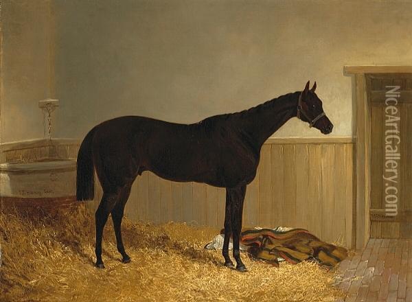 The Thoroughbred 'mickey Free' Oil Painting - John Frederick Herring Snr