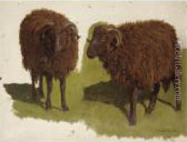 Study Of Black Rams Oil Painting - Auguste Bonheur