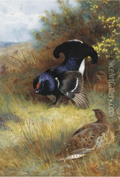On The Edge Of The Moor; Blackcock Displaying Oil Painting - Archibald Thorburn