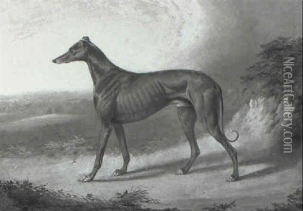 Greyhound Oil Painting - William Barraud