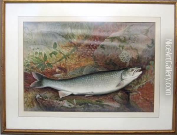The Game Fishes Of The United States Oil Painting - Samuel A. Kilbourne