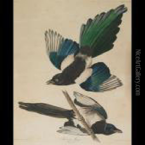 American Magpie, Plate Ccclvii (from The Havell Edition Of Thebirds Of America) Oil Painting - John James Audubon