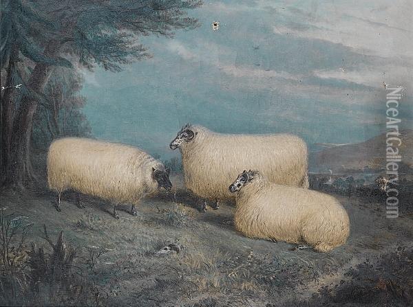 Prize Sheep At Rest In A Landscape Oil Painting - Richard Whitford
