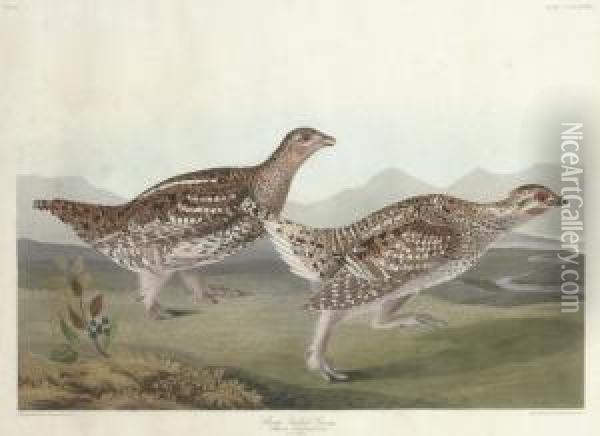 Sharp-tailed Grous (plate Ccclxxxii)
Tetrao Phasianellus Oil Painting - Robert I Havell