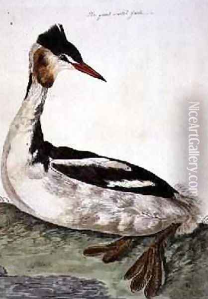 The Great Crested Grebe Podiceps cristatus plate from The British Zoology, Class II Birds, engraved by Peter Mazell fl.1761-97 1766 Oil Painting - Peter Paillou
