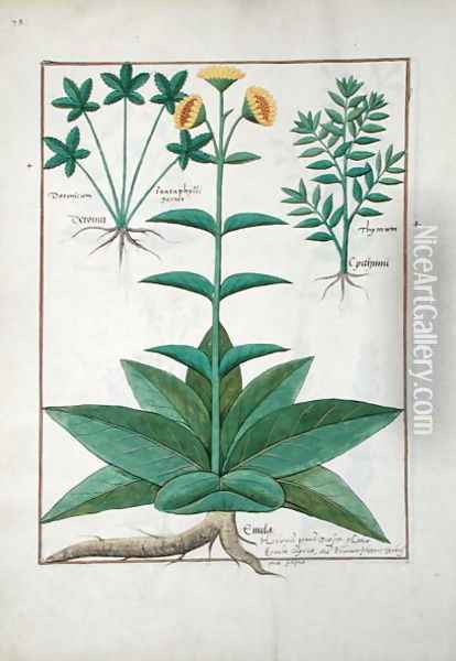 Illustration from the Book of Simple Medicines by Mattheaus Platearius d.c.1161 c.1470 27 Oil Painting - Robinet Testard