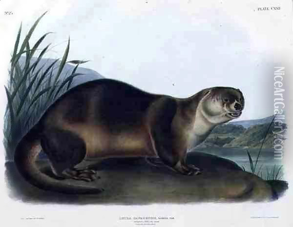 Lutra Canadensis or Lataxina Mollis (Canada Otter) Oil Painting - John Woodhouse Audubon