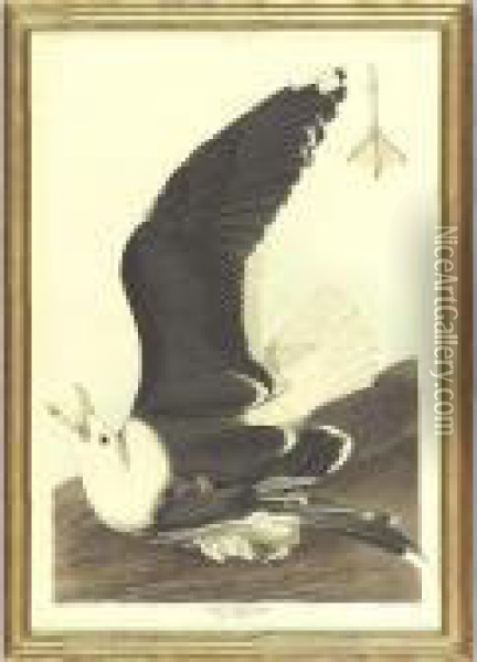 Black-backed Gull (plate Ccxl1) Oil Painting - John James Audubon