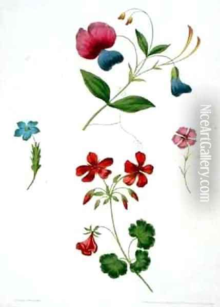 An illustration from 'A New Treatise on Flower Painting Oil Painting - George Brookshaw