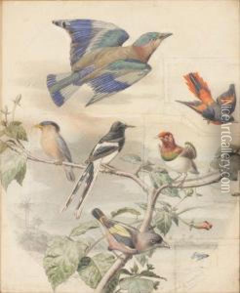 Composition Aux Oiseaux Exotiques Oil Painting - Edouard Travies