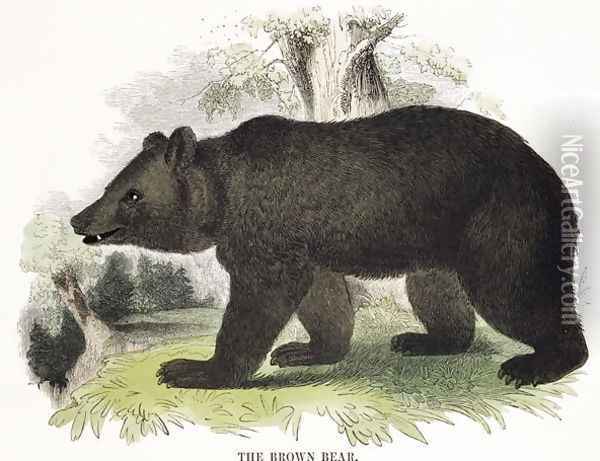 The Brown Bear, educational illustration pub. by the Society for Promoting Christian Knowledge, 1843 Oil Painting - Josiah Wood Whymper