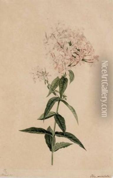 Phlox Paniculata Oil Painting - Joseph Knapp