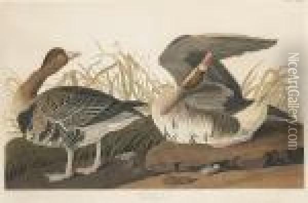 White-fronted Goose, Anser Albifrons (pl. Cclxxxvi) Oil Painting - John James Audubon