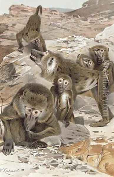 Baboon Oil Painting - Wilhelm Kuhnert