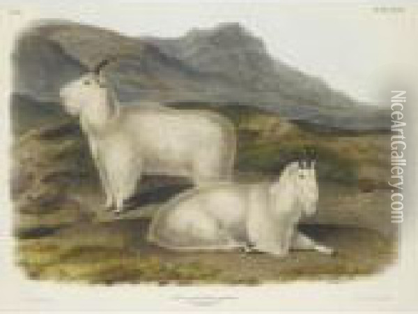 Rocky Mountain Goat Oil Painting - John James Audubon