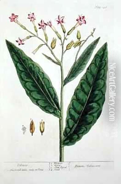 Tobacco, plate 146 from 'A Curious Herbal' Oil Painting - Elizabeth Blackwell