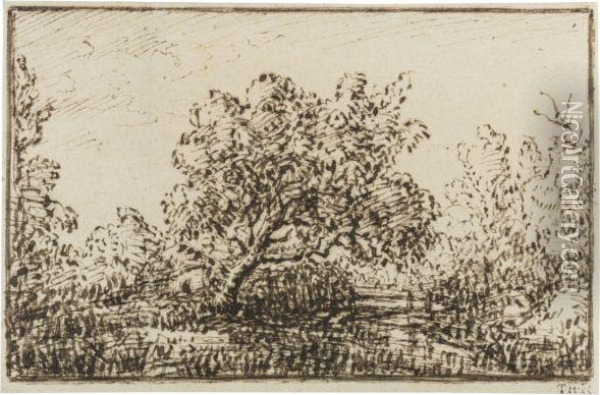 Study Of A Tree In The Forest Of Fontainebleau Oil Painting - Theodore Rousseau