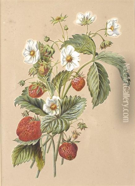 Study Of Strawberries Oil Painting - Fanny Blake
