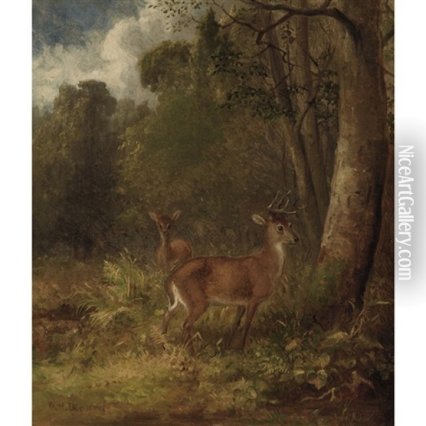 Young Stag And Doe In A Wooded Landscape Oil Painting - William Holbrook Beard