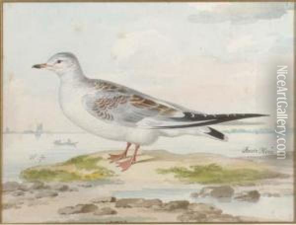 A Seagull Oil Painting - Pieter the Younger Holsteyn