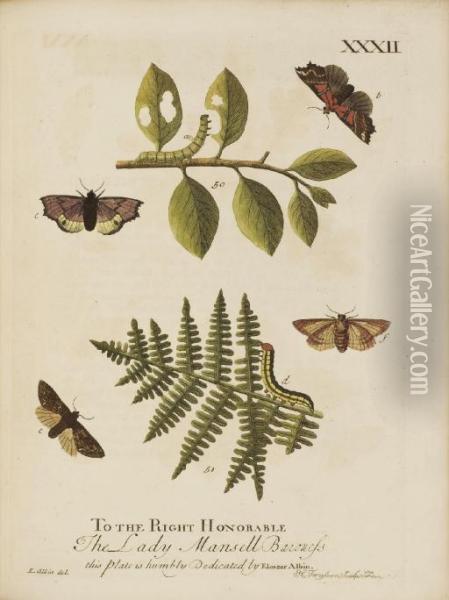 A Natural History Of English Insects Oil Painting - Eleazar Weiss Albin