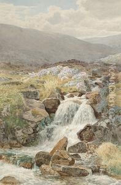 Sheep Grazing By A Moorland Stream Oil Painting - William Sidney Morrish