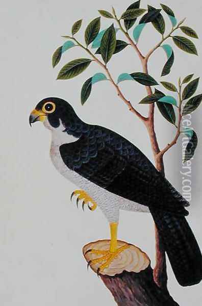 Bird of Prey, from 'Drawings of Birds from Malacca', c.1805-18 Oil Painting - Anonymous Artist