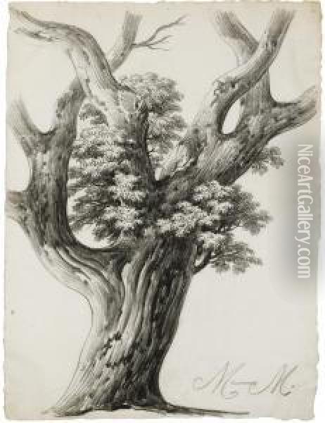 Study Of A Tree Oil Painting - Alphonse N. Michel Mandevare