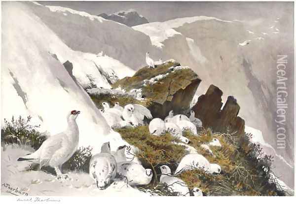 Ptarmigan on Snow Slip Oil Painting - Archibald Thorburn