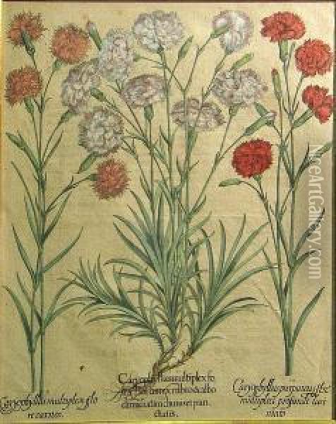Caryophyllus Multiplexfo Ins Florumexrubro..., From Hortus Eystettensis Oil Painting - Basilius Besler