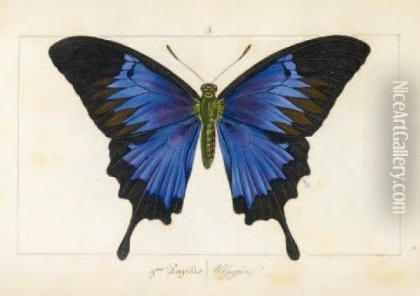 Histoire Naturelle Des Lepidopteres D'europe Oil Painting - Hippolyte Lucas