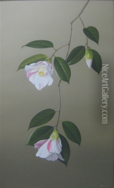 Pink And White Camellias (carillon) (study) Oil Painting - Paul Jones