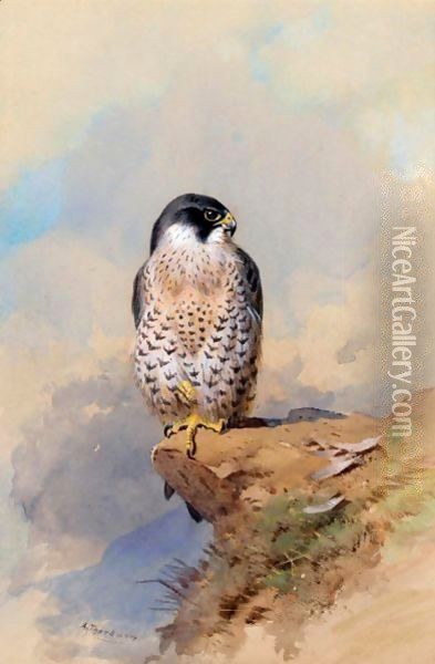 A Peregrine Falcon Oil Painting - Archibald Thorburn