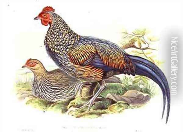 Two Asian pheasants Gallus Sonneratii Oil Painting - John Gould