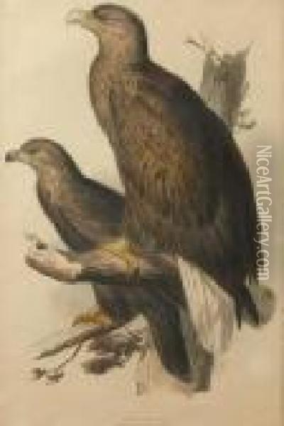 Sea-eagle Oil Painting - Edward Lear
