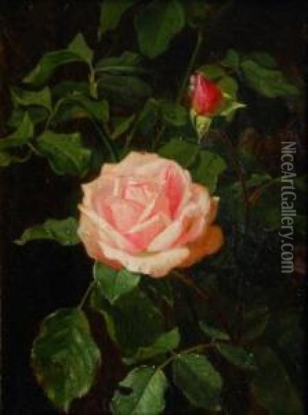 Rose Oil Painting - Clara Von Sivers