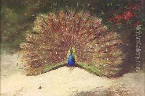 Peacocks Oil Painting - Archibald Thorburn