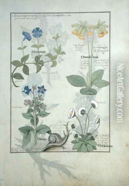 Top row- Blue Clematis or Crowfoot and Primula. Bottom row- Borage or Forget-me-not and Marguerita Daisy, illustration from The Book of Simple Medicines by Matthaeus Platearius d.c.1161 c.1470 Oil Painting - Robinet Testard