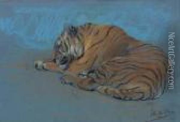 Study Of A Sleeping Tiger Oil Painting - John Macallan Swan