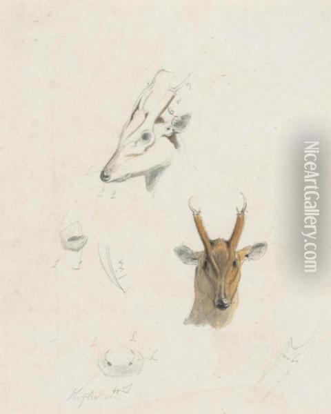 Studies Of The Head, Nose And Antlers Of A Musk Deer Of Ceylon Oil Painting - Samuel Daniell