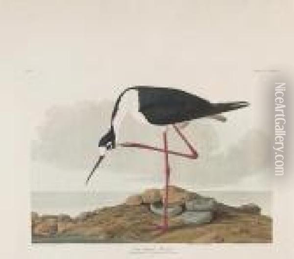 Long-legged Avocet Oil Painting - John James Audubon