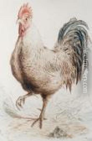 A Cockerel Oil Painting - Henry Bright