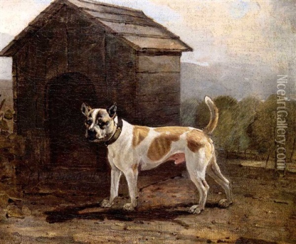 The Bull Terrier 