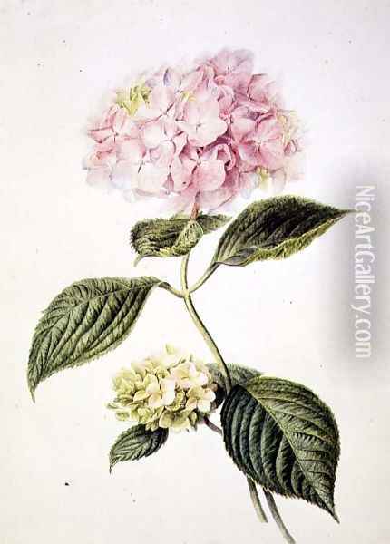 Hydrangea hortensia Oil Painting - Arnoldus Bloemers