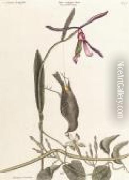 The Yellow-rump, Helleborine Lily Folio Oil Painting - Mark Catesby