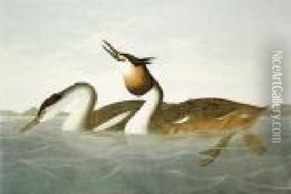 Crested Grebe Ny Oil Painting - John James Audubon