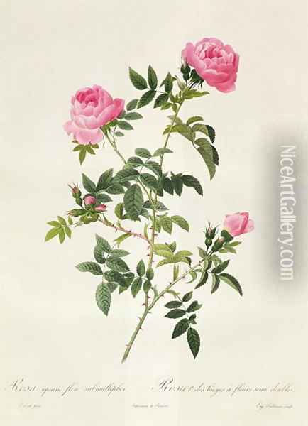 Rosa Sepium Flore Submultiplici Oil Painting - Pierre-Joseph Redoute