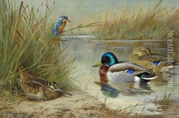 Woodcock, Mallard And Kingfisher Oil Painting - Archibald Thorburn